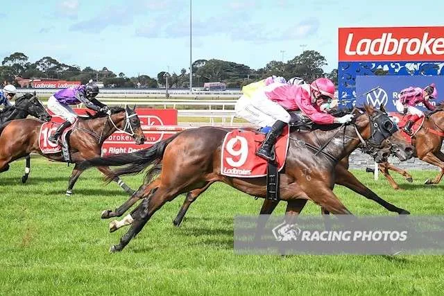 A Trojan Bloodstock Thoroughbred Horses for Sale and Online Bidding Zoomed 0