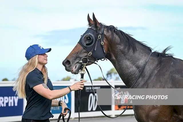 A Trojan Bloodstock Thoroughbred Horses for Sale and Online Bidding Zoomed 10