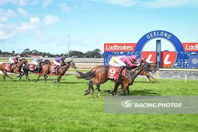 A Trojan Bloodstock Thoroughbred Horses for Sale and Online Bidding Zoomed 2