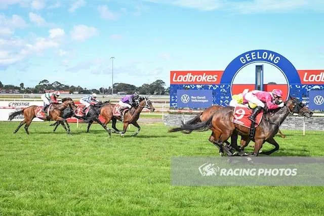 A Trojan Bloodstock Thoroughbred Horses for Sale and Online Bidding Zoomed 3