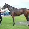 A Trojan Bloodstock Thoroughbred Horses for Sale and Online Bidding Zoomed 5