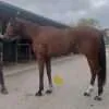 A Trojan Bloodstock Thoroughbred Horses for Sale and Online Bidding Maximus Bon 1