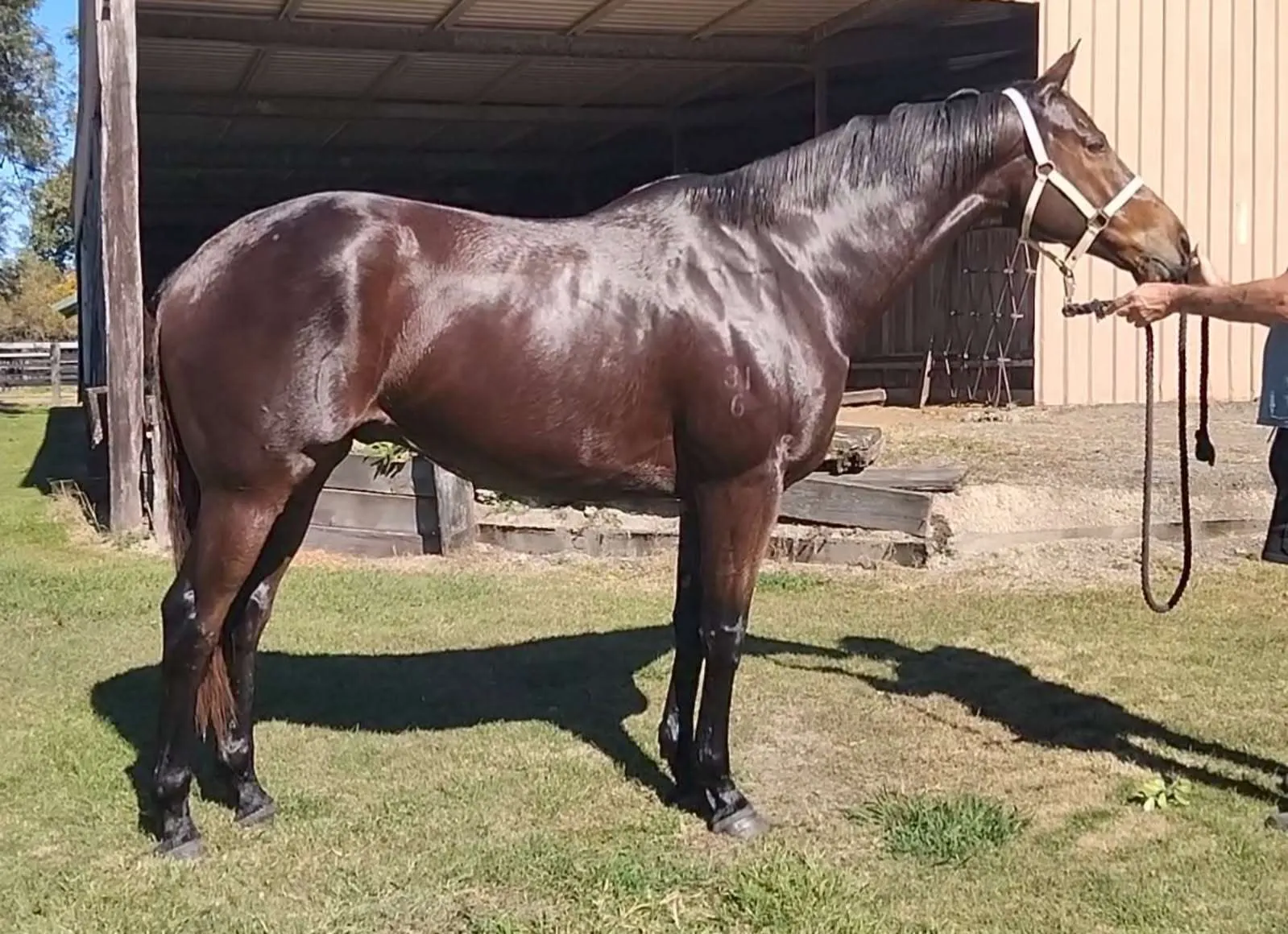 A Trojan Bloodstock Thoroughbred Horses for Sale and Online Bidding Elmo 1000