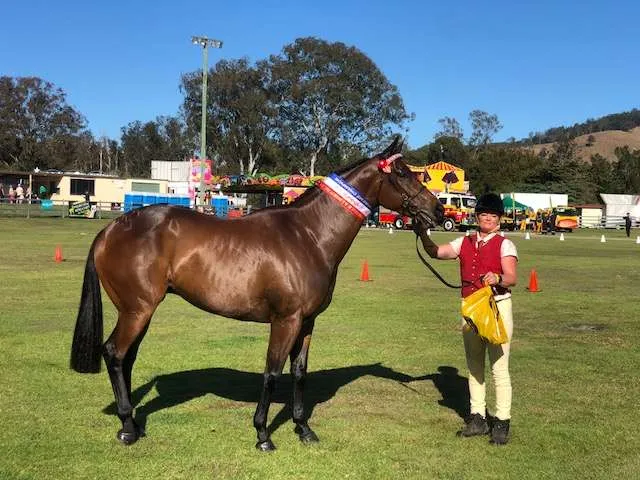 A Trojan Bloodstock Thoroughbred Horses for Sale and Online Bidding Elmo 3