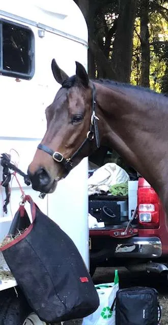 A Trojan Bloodstock Thoroughbred Horses for Sale and Online Bidding Screenshot