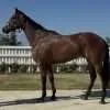 A Trojan Bloodstock Thoroughbred Horses for Sale and Online Bidding Loyalty Reigns 1