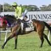 A Trojan Bloodstock Thoroughbred Horses for Sale and Online Bidding Screenshot