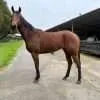 A Trojan Bloodstock Thoroughbred Horses for Sale and Online Bidding Original Carving 1
