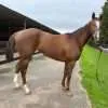 A Trojan Bloodstock Thoroughbred Horses for Sale and Online Bidding Throne Of Kings 1