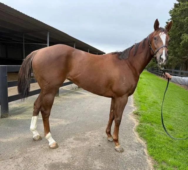 A Trojan Bloodstock Thoroughbred Horses for Sale and Online Bidding Throne Of Kings 1