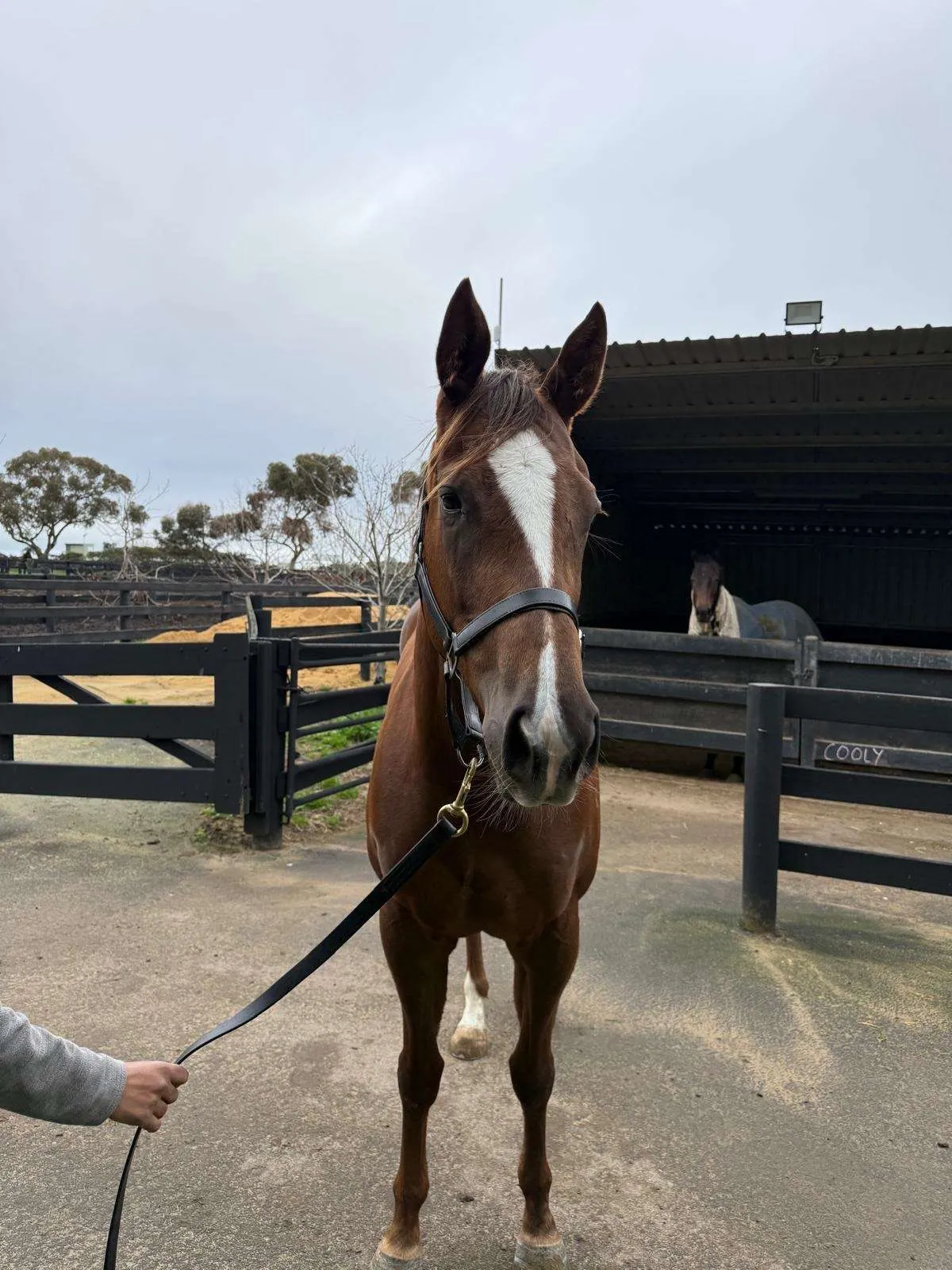 A Trojan Bloodstock Thoroughbred Horses for Sale and Online Bidding Throne Of Kings 10