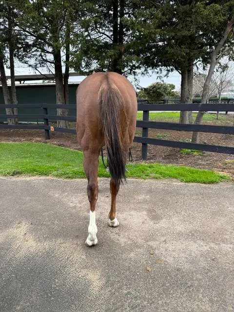 A Trojan Bloodstock Thoroughbred Horses for Sale and Online Bidding Throne Of Kings 11