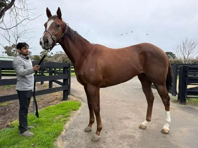 A Trojan Bloodstock Thoroughbred Horses for Sale and Online Bidding Throne Of Kings 2