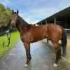 A Trojan Bloodstock Thoroughbred Horses for Sale and Online Bidding Well Run Spirit 1